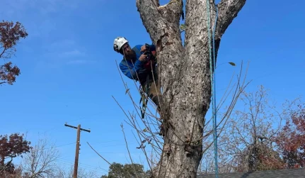Tree Removal Services